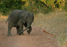 Image of African bush elephant