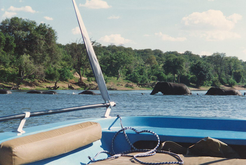 Image of African bush elephant