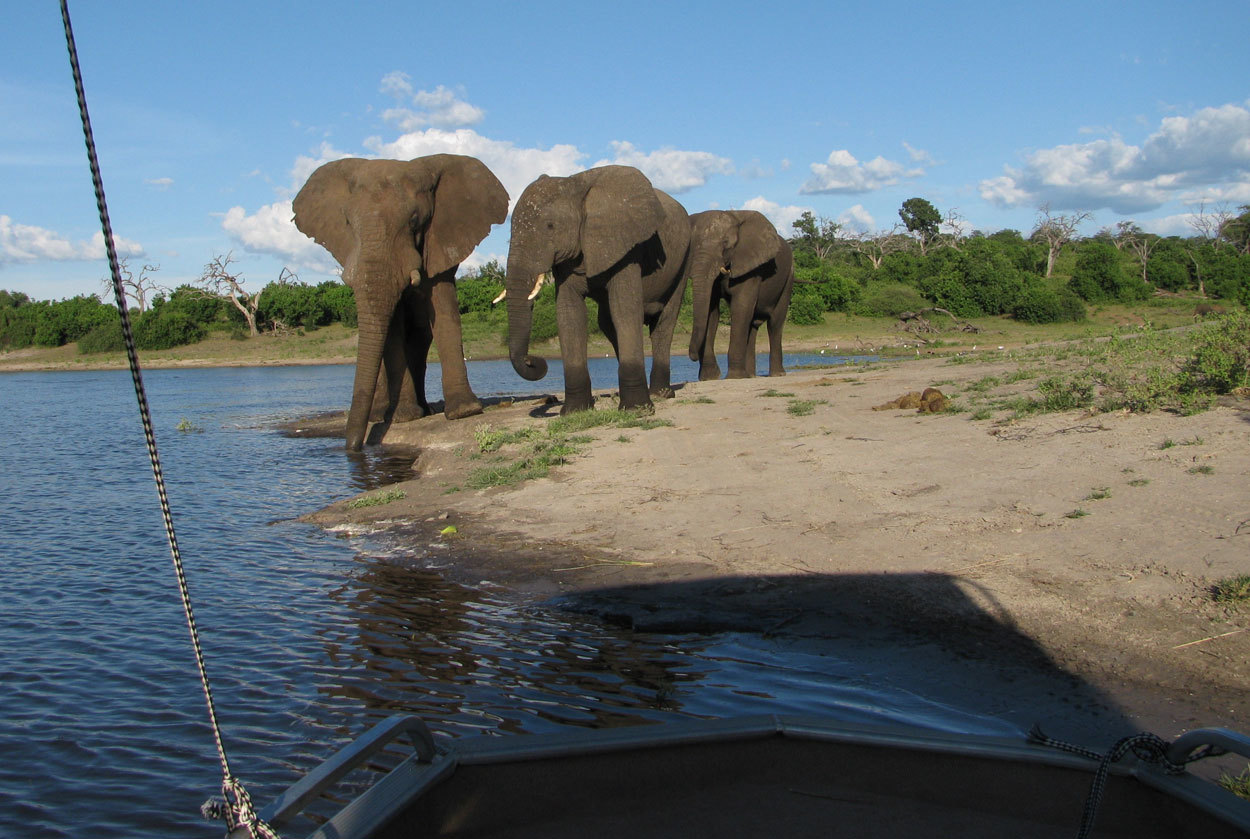 Image of African bush elephant