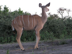 Image of Greater Kudu