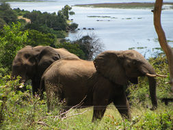 Image of African bush elephant