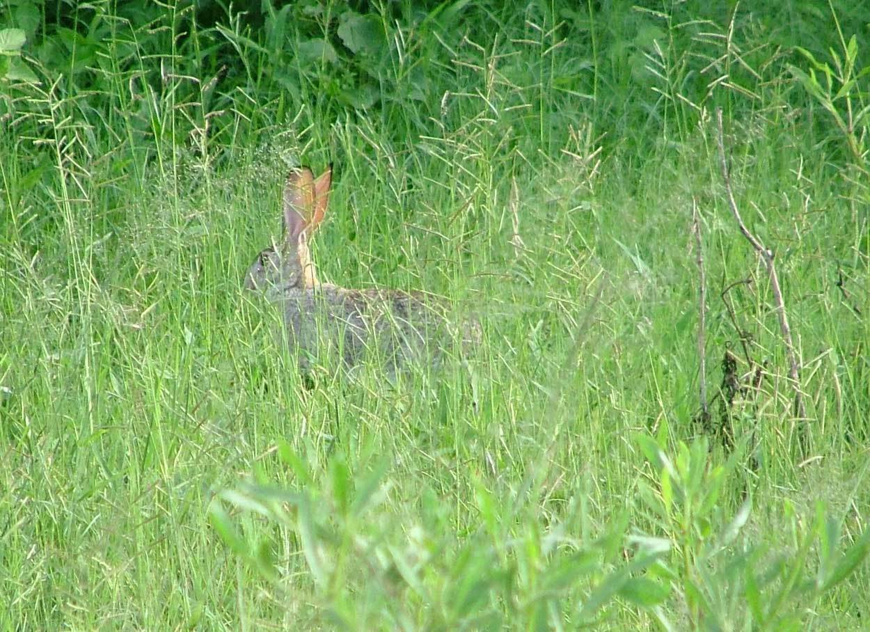 Image of Savannah Hare