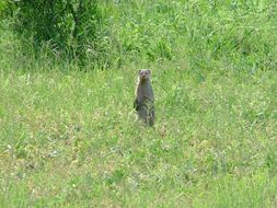 Image of Egyptian Mongoose