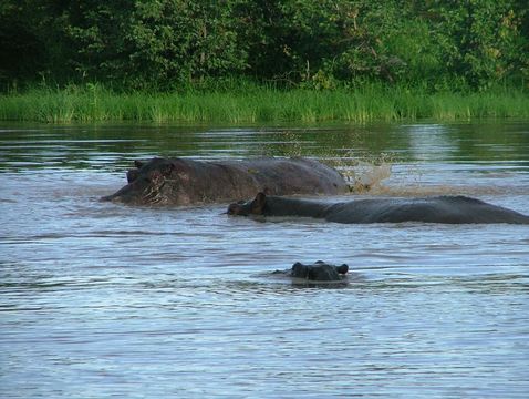 Image of Common Hippopotamus