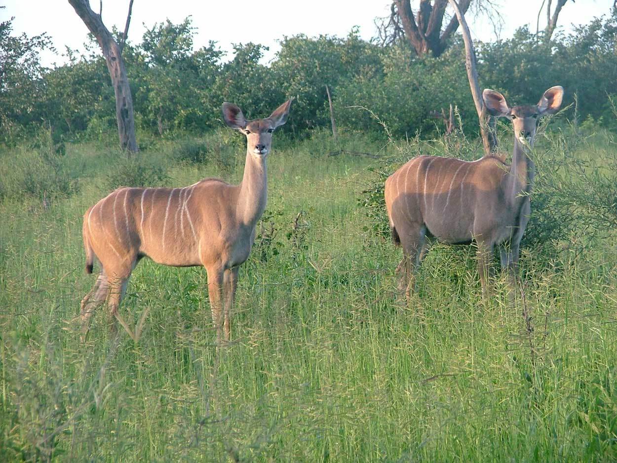 Image of Greater Kudu