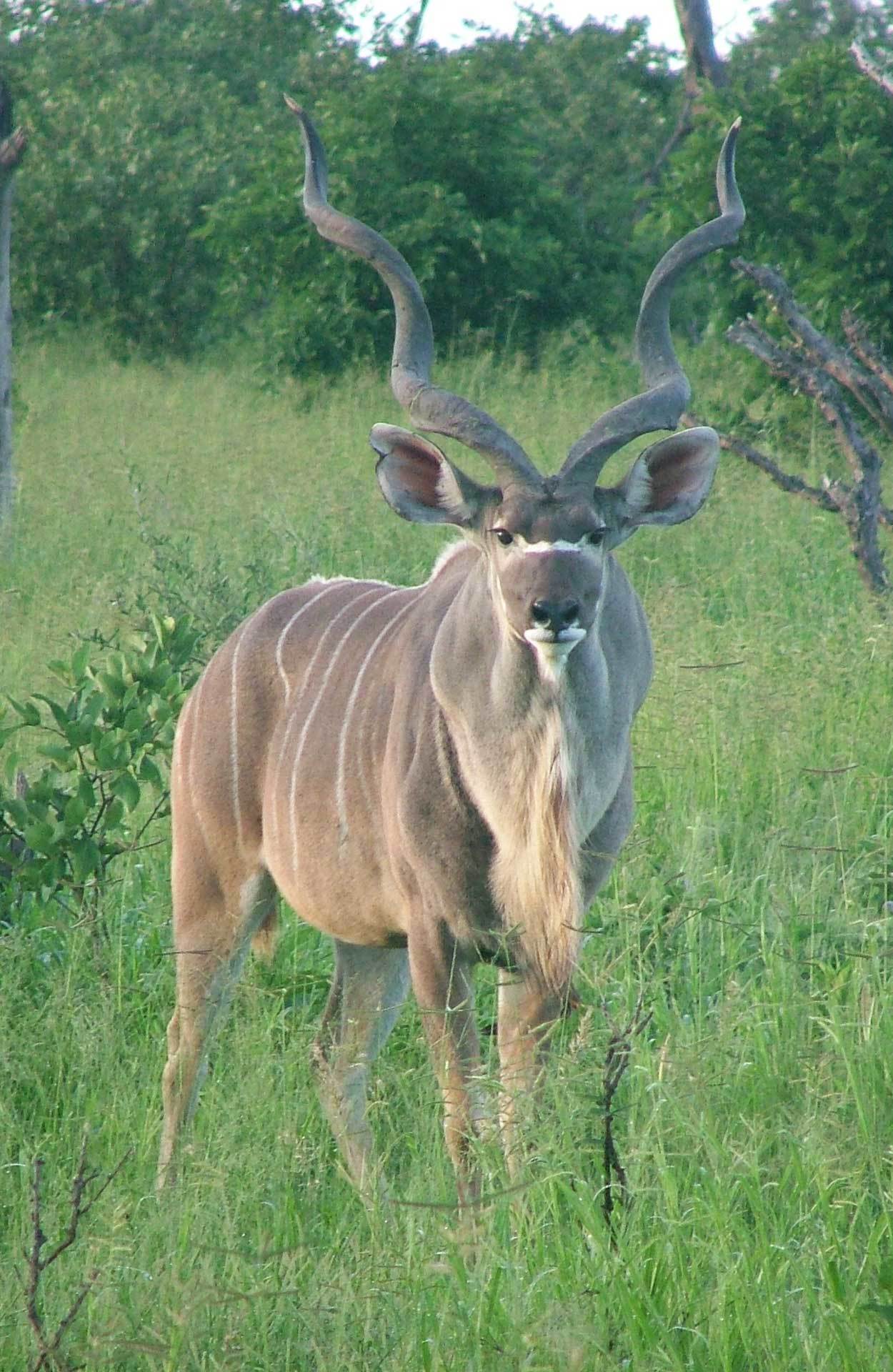 Image of Greater Kudu