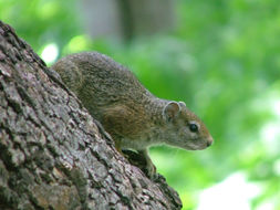 Image of Smith's Bush Squirrel