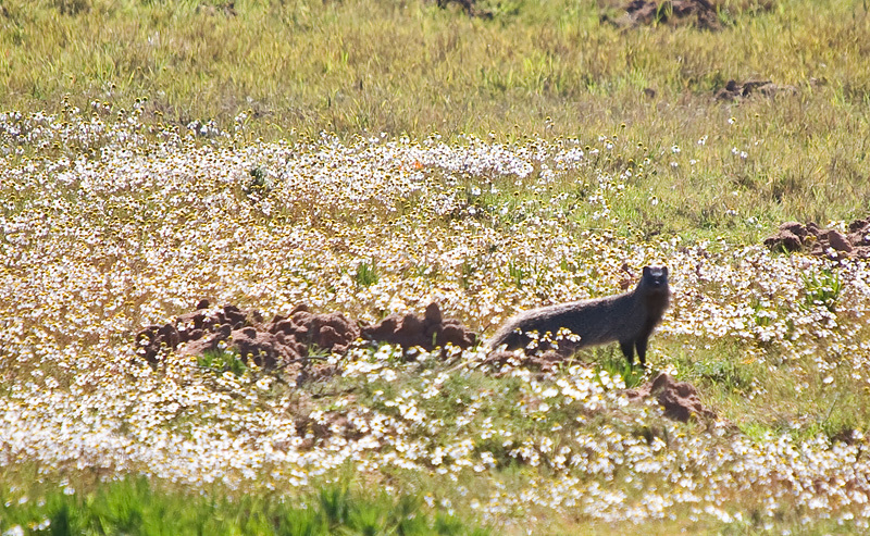 Image of Egyptian Mongoose