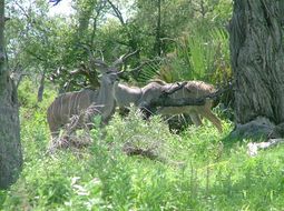 Image of Greater Kudu