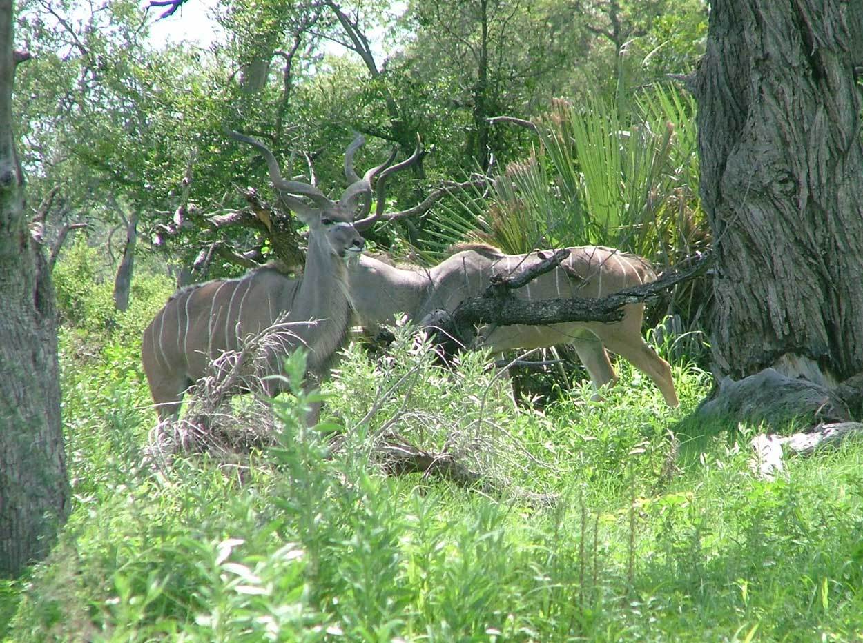 Image of Greater Kudu