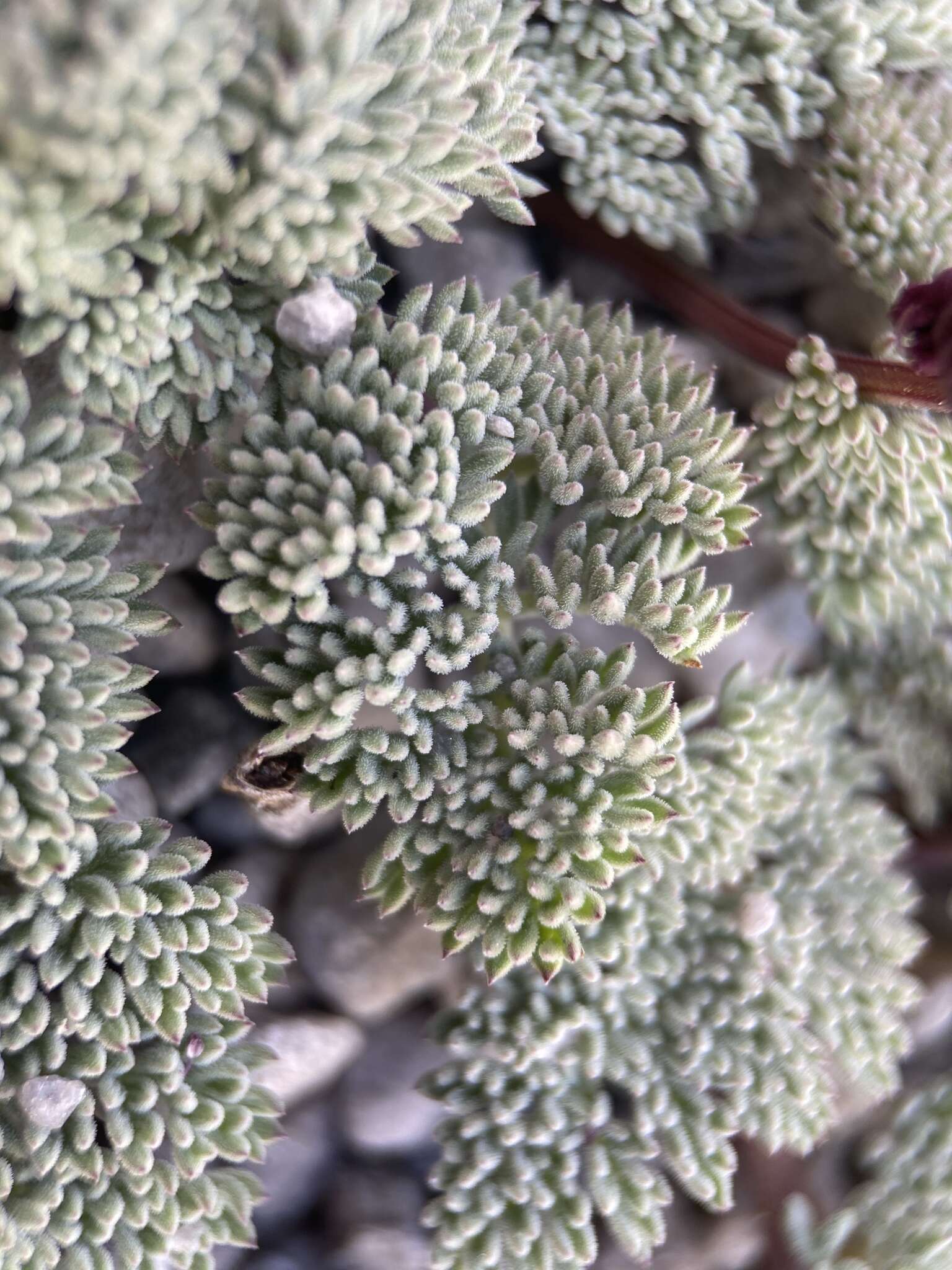 Image of gray springparsley