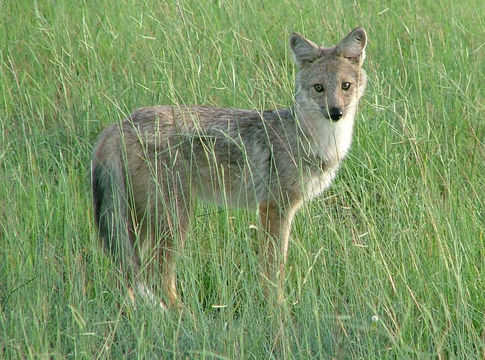 Image of Side-striped Jackal