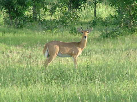 Image of Reedbuck