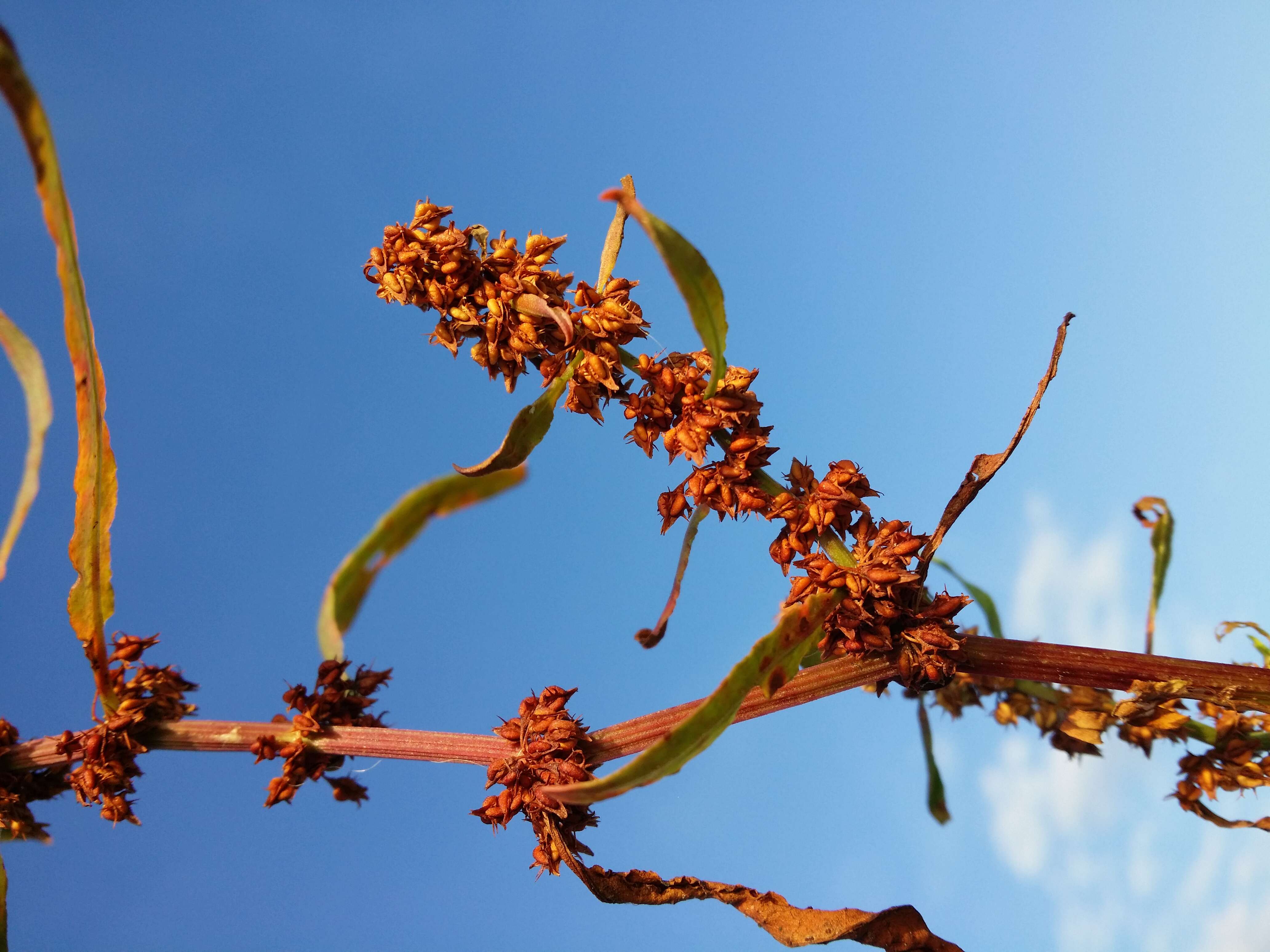 Rumex palustris Sm. resmi