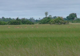 Image of Red Lechwe