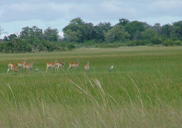Image of Red Lechwe