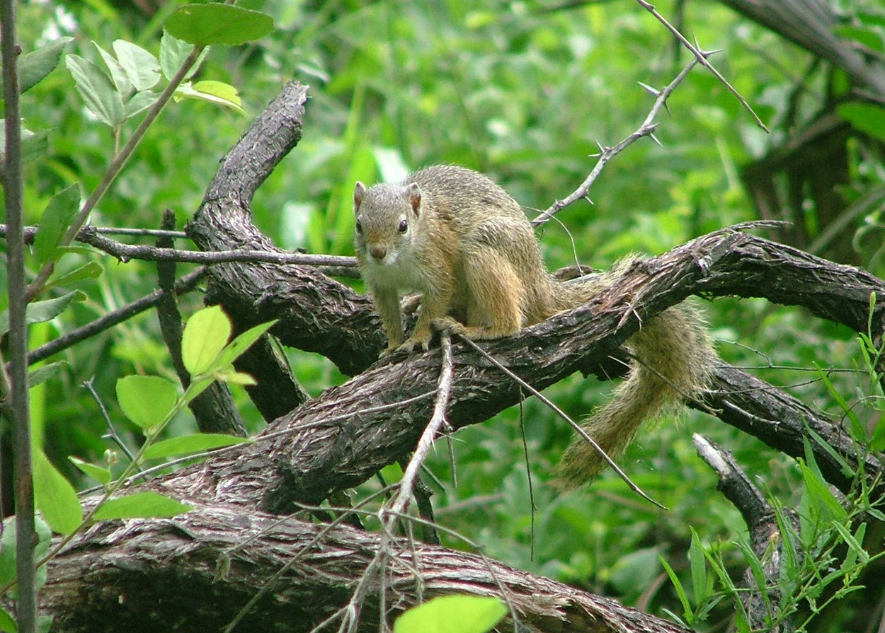 Image of Smith's Bush Squirrel