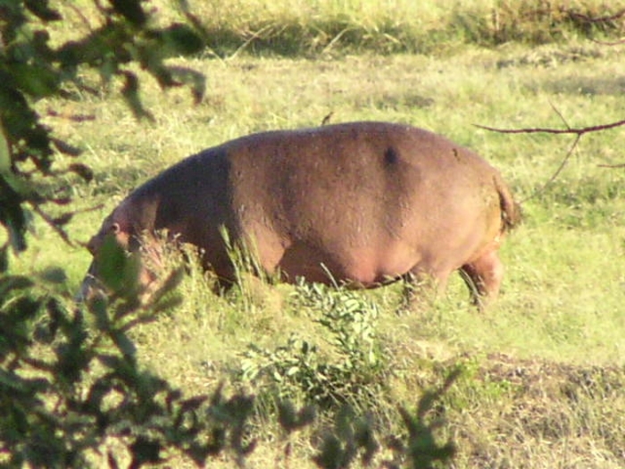 Image of Common Hippopotamus