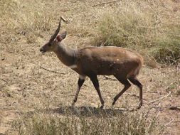 Image of Bushbuck