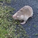 Image of Cape Dune Mole Rat