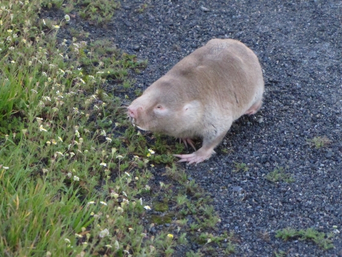 Image of Dune Mole Rats