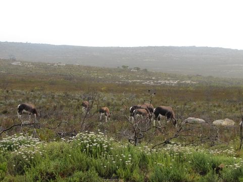 Image of Blesbok