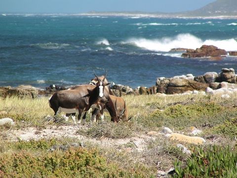 Image of Bontebok