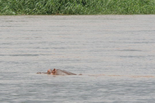 Image of Common Hippopotamus