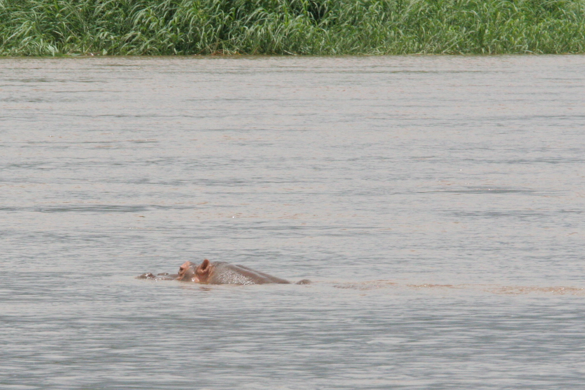 Image of Common Hippopotamus