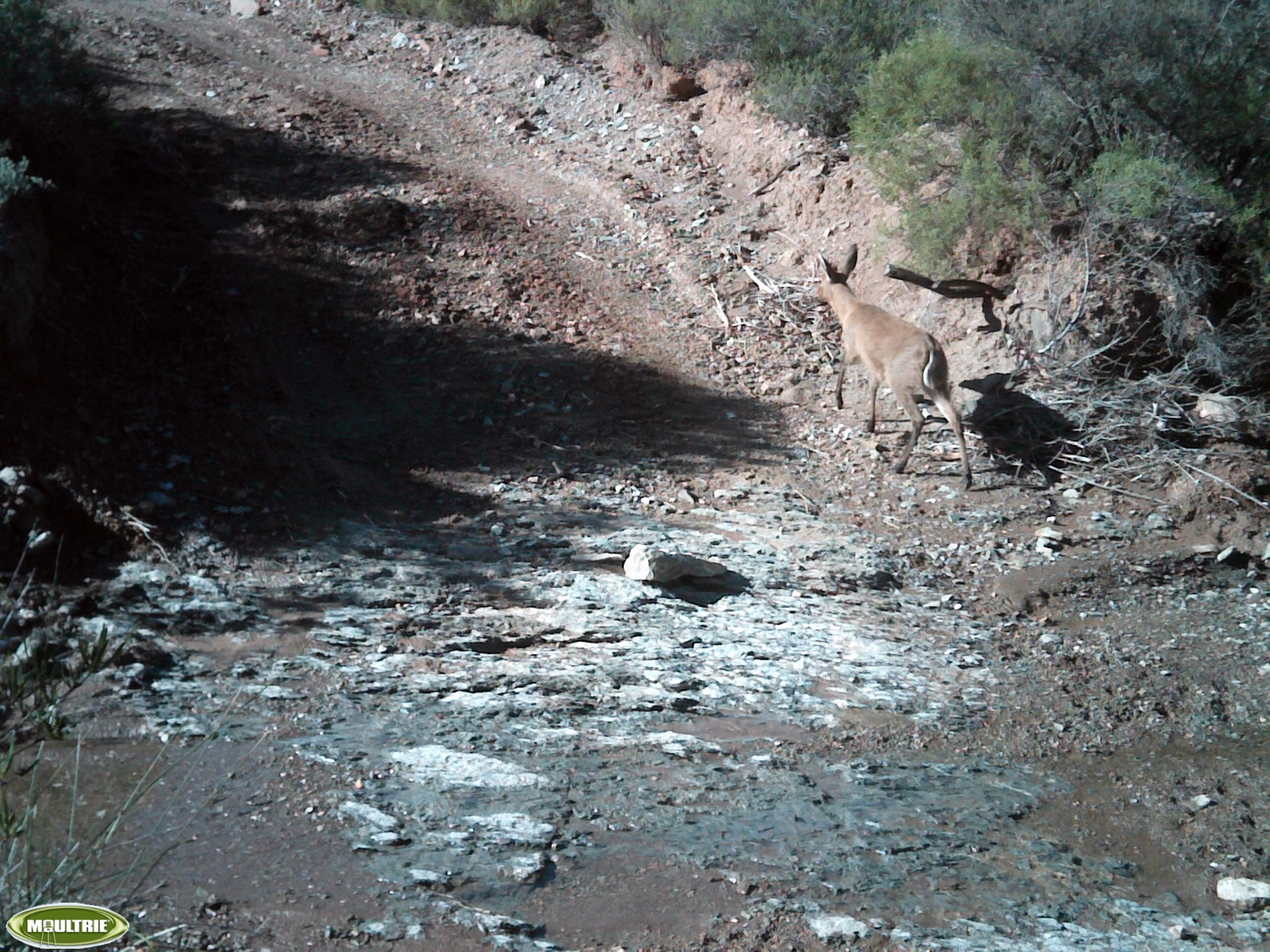 Image of Common Duiker