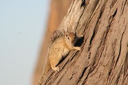 Image of Smith's Bush Squirrel