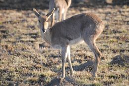 Image of Mountain Reedbuck