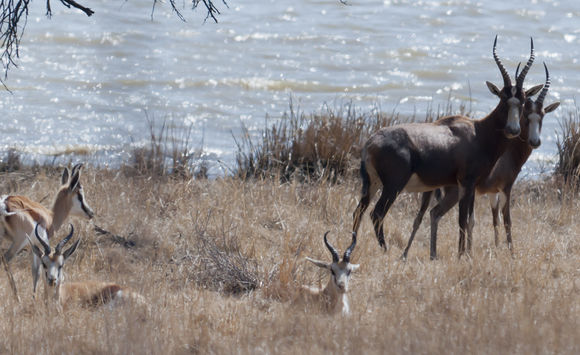 Image of Blesbok