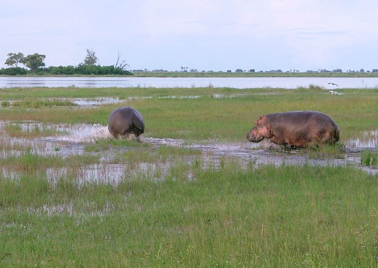 Image of Common Hippopotamus