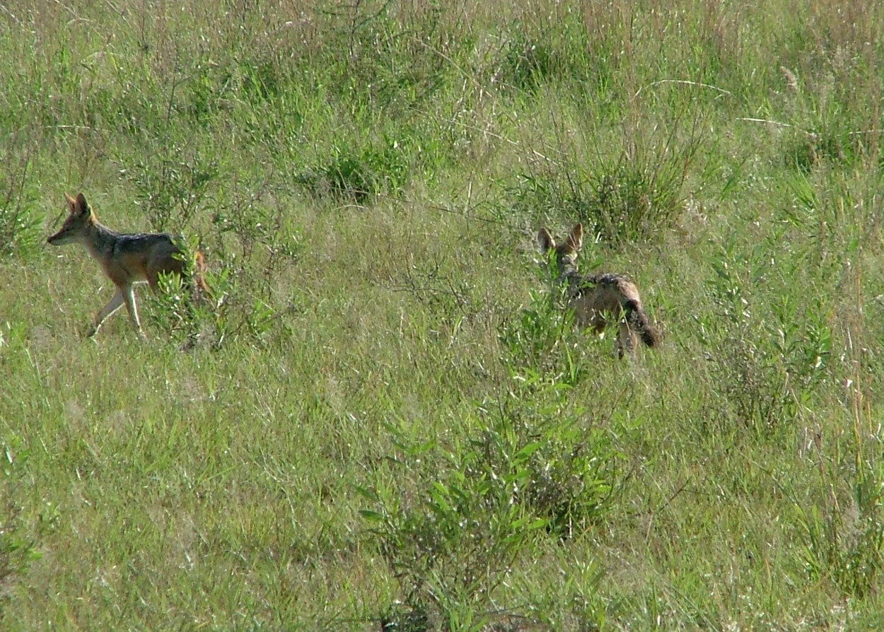 Image de chacal à chabraque