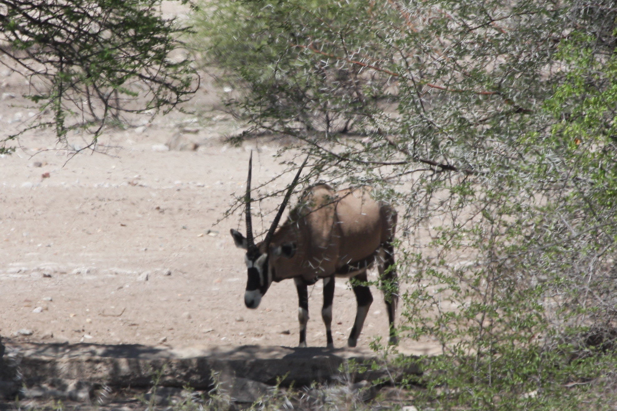 Imagem de Oryx gazella (Linnaeus 1758)