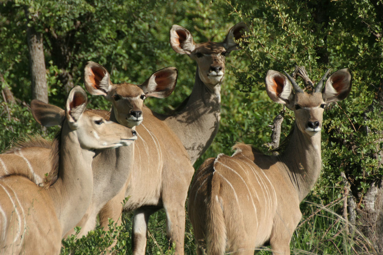 Image of Greater Kudu