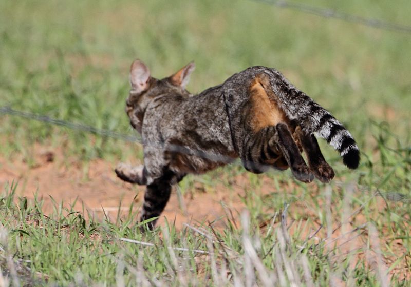 Image of wild cat