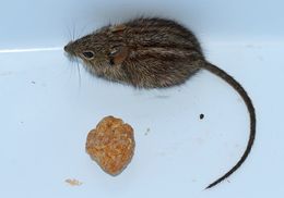 Image of Four-striped Grass Mouse