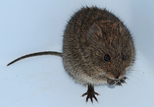 Image of Southern African Vlei Rat