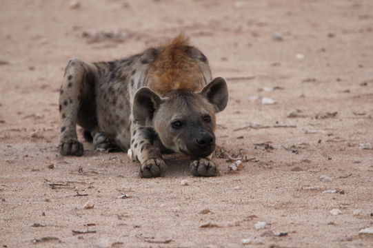 Image of Spotted Hyaenas