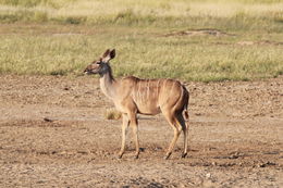 Image of Greater Kudu