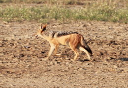 Image de chacal à chabraque