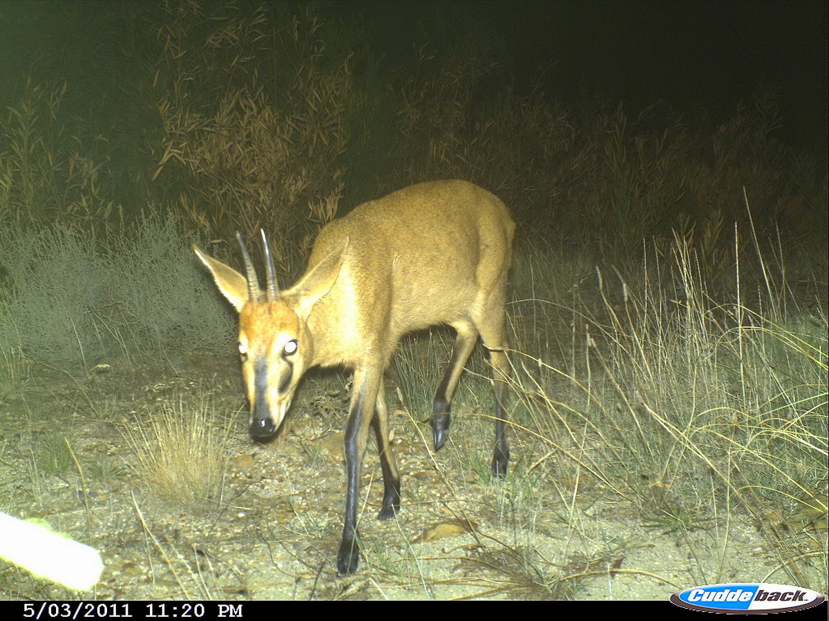 Image of Common Duiker