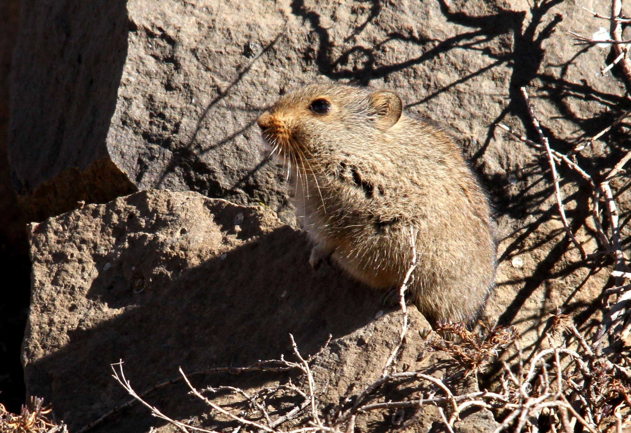 Image of Sloggett's Rat