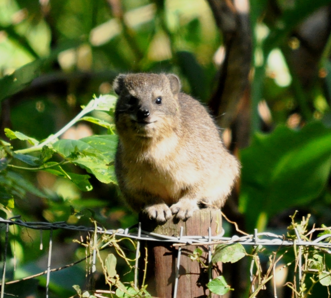 Image of Rock Hyrax