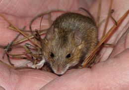 Image of Pygmy Mouse