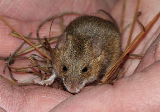 Image of Pygmy Mouse