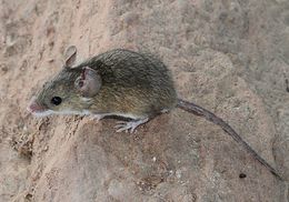 Image of Pygmy Mouse