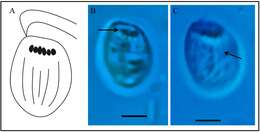 Image de Cryptophyceae